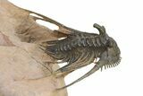 Kettneraspis Trilobite With Long Occipital -Translucent Shell #325675-5